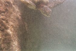 Enter the Turtle. 
Cheap disposable camera--low tech and... by Richard Wright 